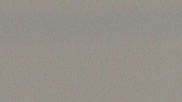 Sooty Tern (record shot video)