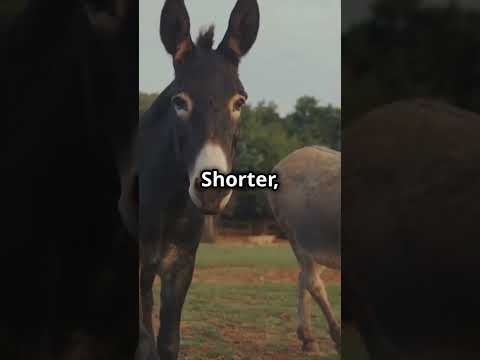 Donkeys vs Horses