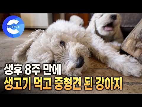 경이로운 성장 속도 🐕  도둑과 싸우는 코몬도르 | 양떼 수호견에서 <strong>도시로</strong> 와 주인 지키는 든든한 반려견 | 더 도그 | 다큐프라임