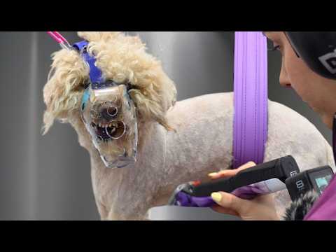 Turned Away By Three Groomers...Watch What Happens