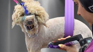 Turned Away By Three Groomers...Watch What Happens