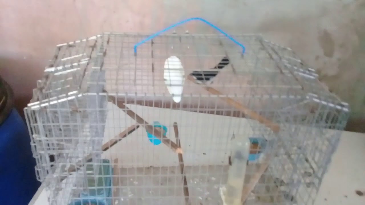 Made in Trinidad. Latest wire trap cages YouTube