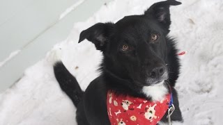 Rask: Pet of the Week