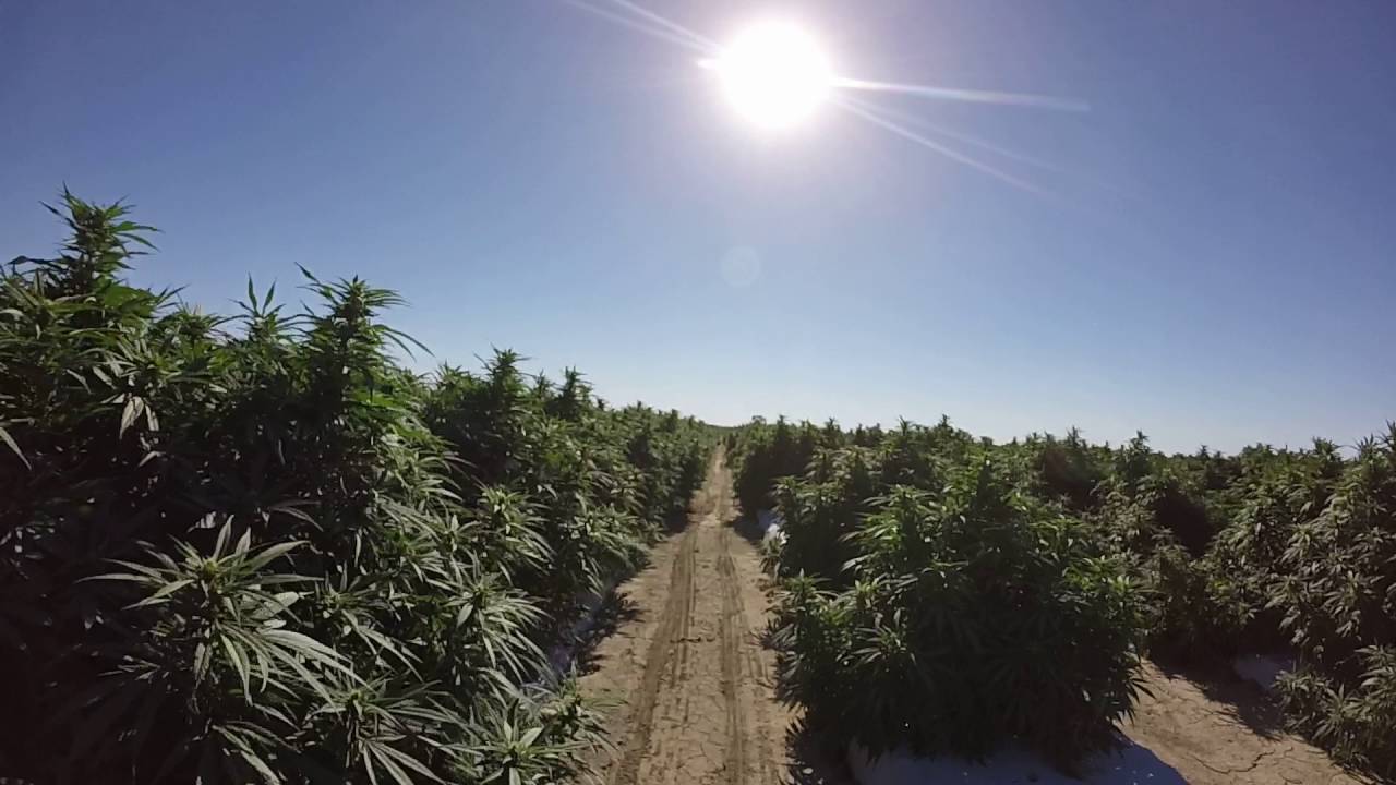 Mr.Nice and CBD Crew 2016 Colorado Hemp Grow Part 2