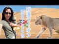 幻の砂漠に暮らすデザートライオンを探す!研究者とナミビア調査のキャンプ旅!Vlog 1