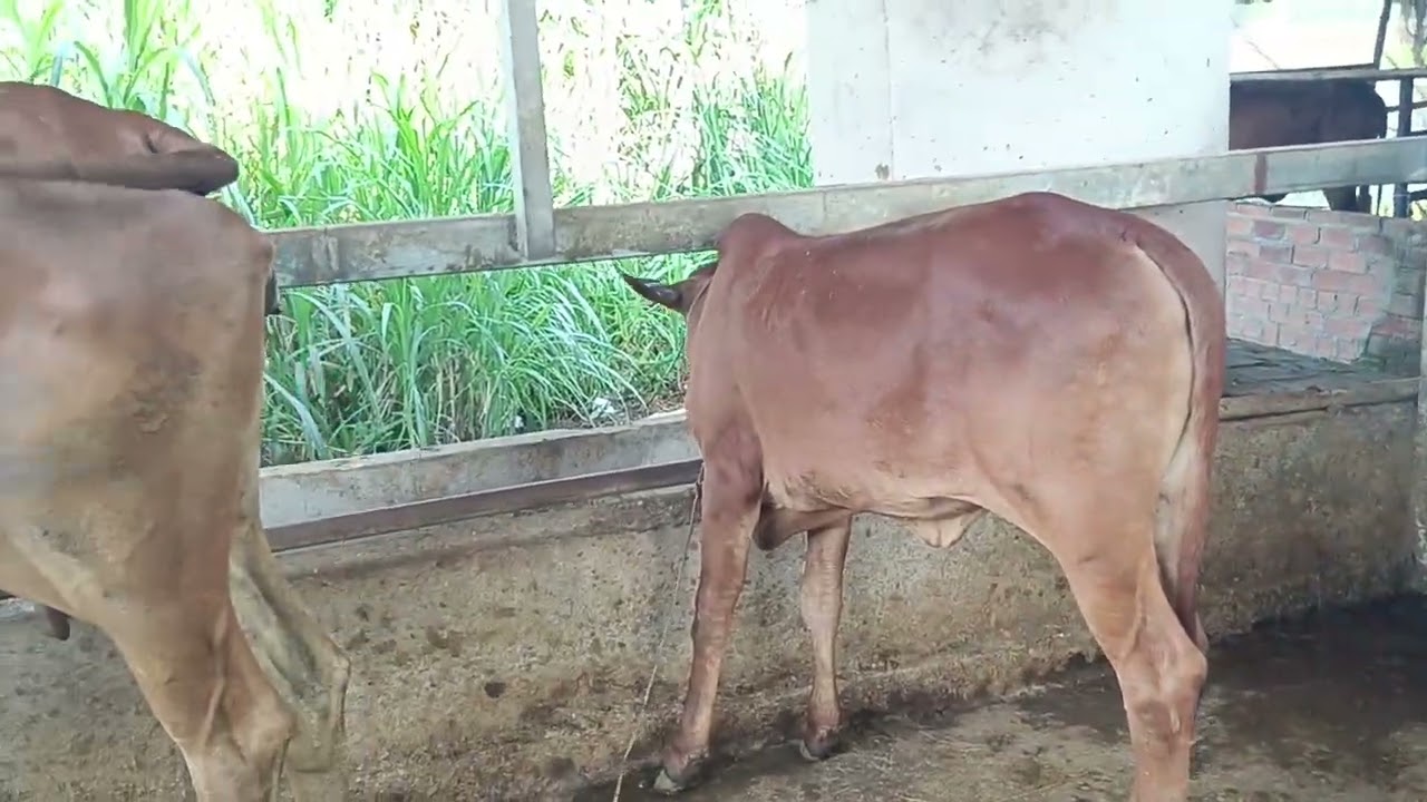 01/03 LH 0369923544 cặp đực sin víp 3 Bộ mẹ con giá yêu thương anh em xem tham khảo 