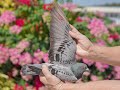 One loft racing pigeon  pattaya international pigeon race live final race 530 km 