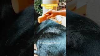 Best Dog Deshedding Brush USA 🐶 | Stop Shedding Fast! #Shorts #shortsfeed #dogproducts #puppy