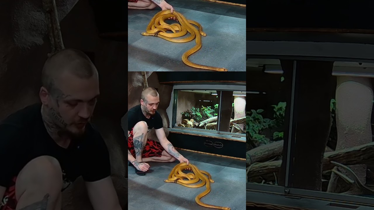 Kapkobra - Giftigste Kobra Art die es gibt | 