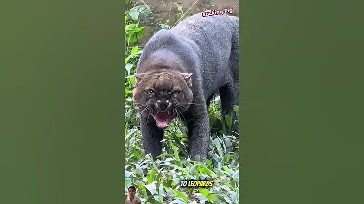 Video 11165641: cat tiger leopard, asian leopard cat, leopard cat wildlife, leopard cat animals, asian golden cat, brown cat