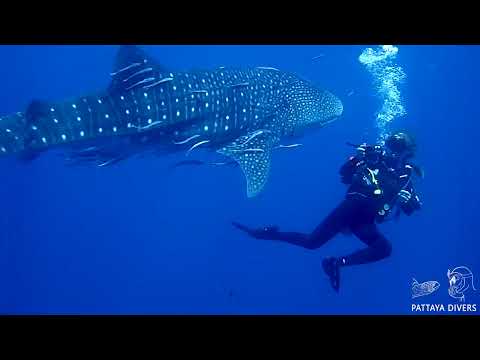 Whale Shark at 'Chang Wreck' | Scuba Diving in Koh Chang, Thailand
