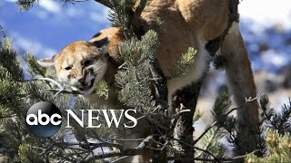 Mother Fights Off Mountain Lion Attacking Her Son