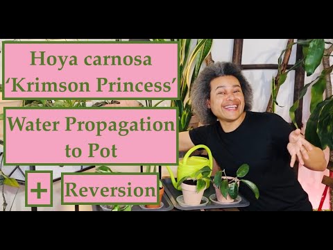 Hoya Carnosa 'Krimson Princess' Reversion Water Propagation To Pot