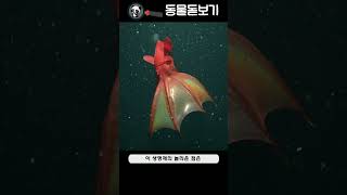 심해 생물 - 1 흡혈 오징어 (Vampire squid)