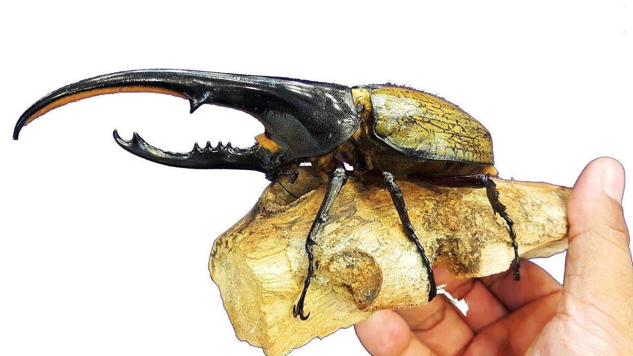 giant hercules beetle