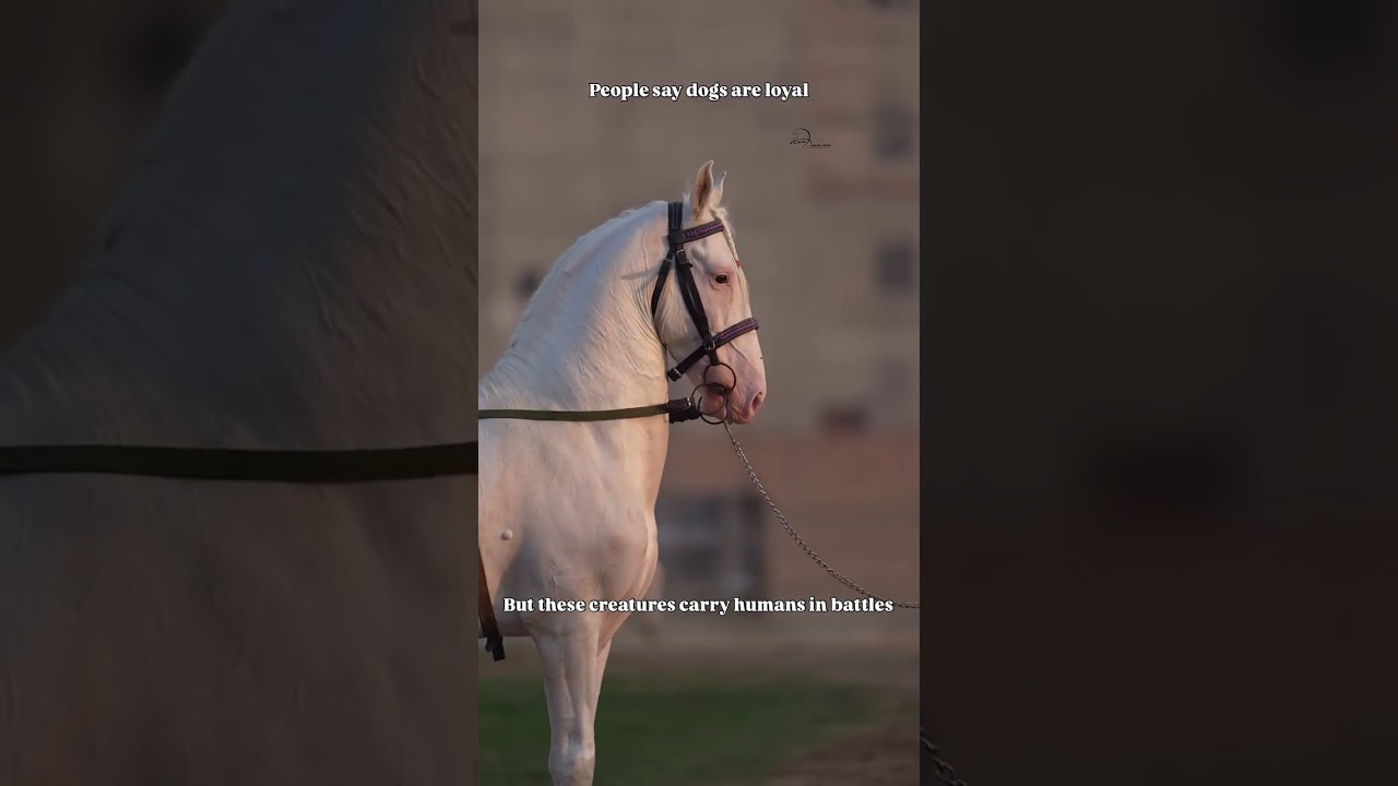 Horse 🐴 dance trening video  