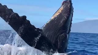 Whale breached next to boat in Maui!!