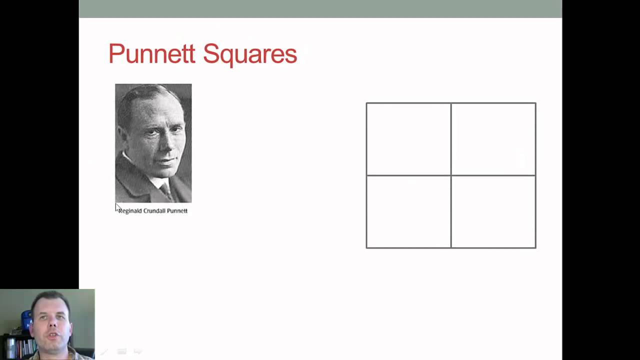 How to build monohybrid punnett squares youtube