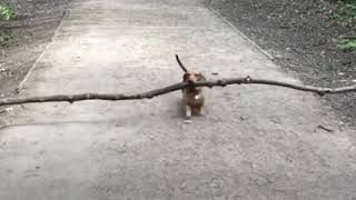 Small Dog, Big Stick
