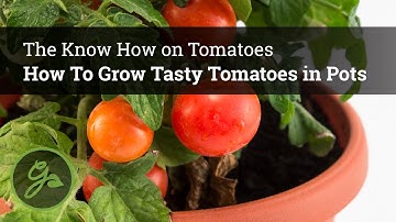 How to Grow Tasty Tomatoes in Pots