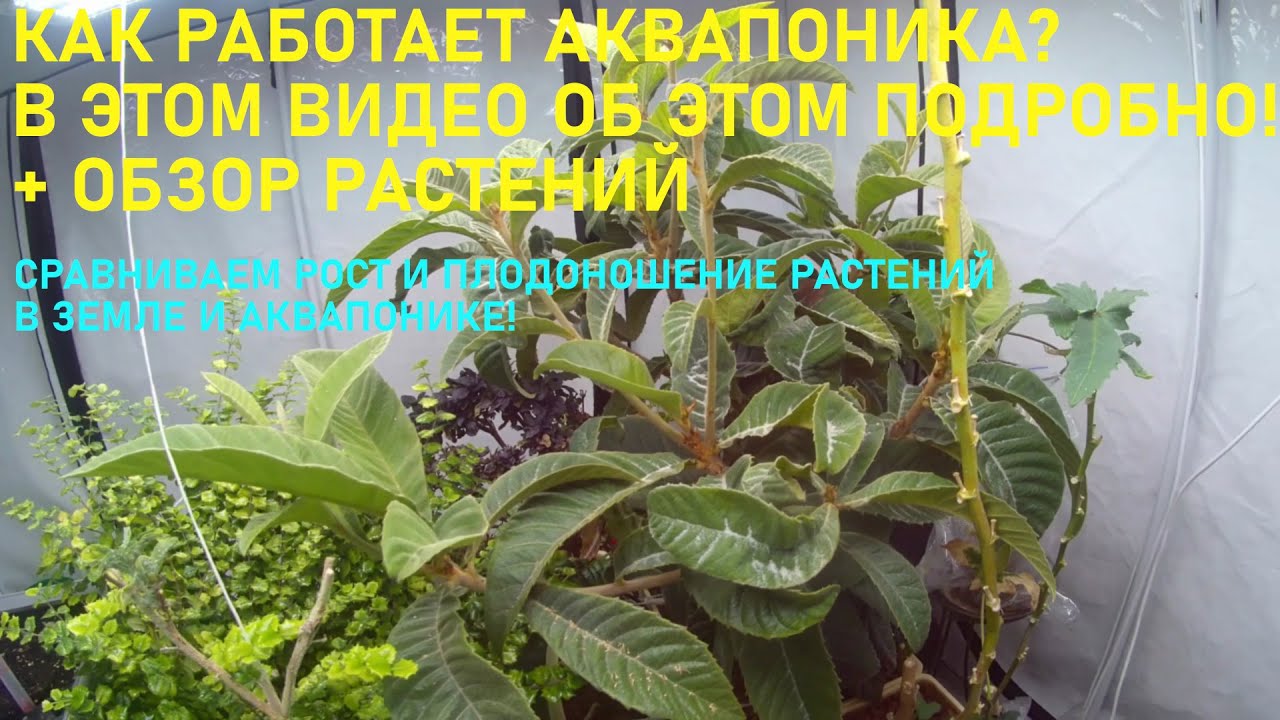 Как работает аквапоника - подробно, и обзор растений