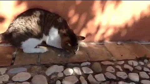 Cat owns snake
