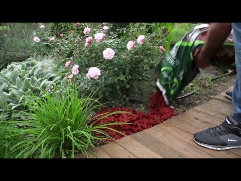 Wideo: Szklana ściółka W Ogrodzie