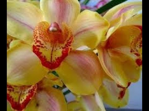 Cómo cultivar Orchidea Cymbidium - TvAgro por Juan Gonzalo Angel - YouTube