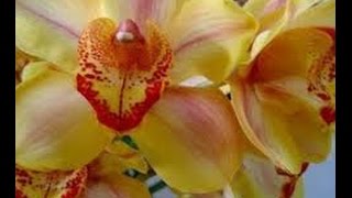 Cómo Cultivar Orchidea Cymbidium Tvagro Por Juan Gonzalo Angel Cómo Cultivar Orchidea Cymbidium Tvagro Por Juan Gonzalo Angel