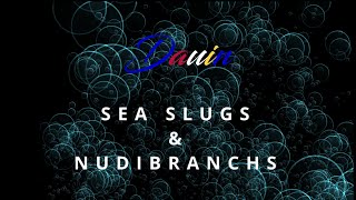 Dauin Nudibranchs 2024