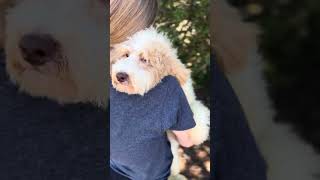 Pink-Dot F "Paradise"