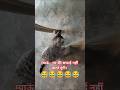 मेरी प्यारी बिल्ली को शैतानी करना पसंद है #funny #viralvideo #cat #catlover #catvideos #catshorts