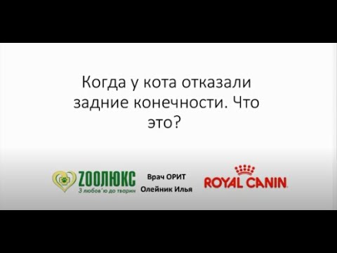 Диклофенак для собак с отказом задних конечностей