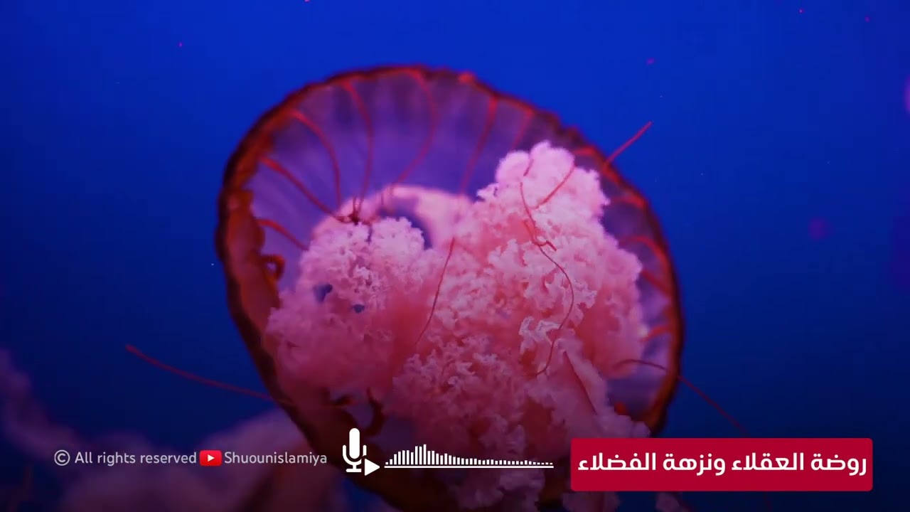 قراءة صوتية لكتاب روضة العقلاء ونزهة الفضلاء لابن حبان البستي بصوت عمرو البساطي