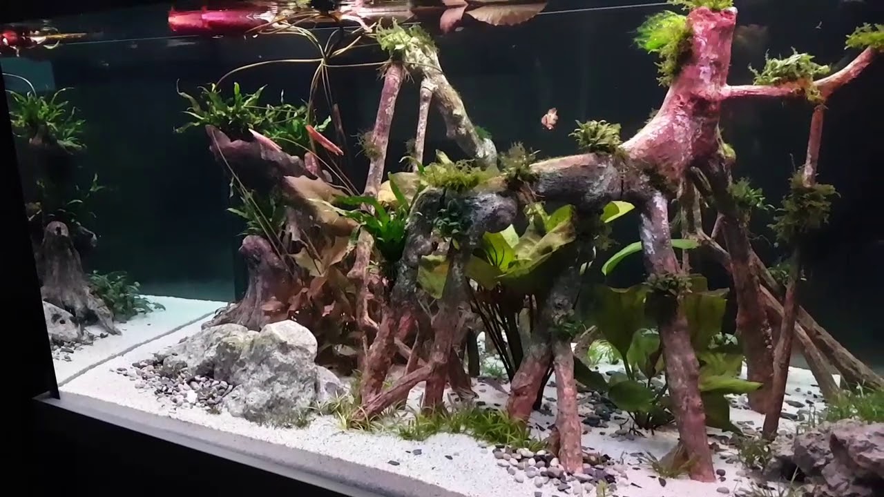 900 Liter Diskus Aquarium XXL Teil 3 Gewittersimulation Liwebe SX