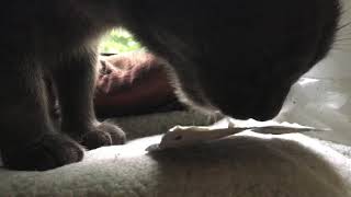 ASMR cat eats yogurt
