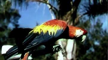 O Chão É Deus - Antiprisma