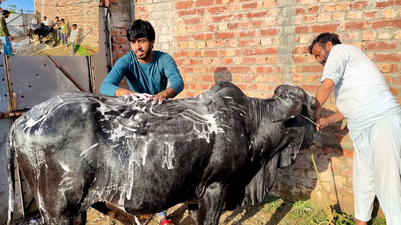 Qurbani Wala Janwar Ki Khidmat 🐮🐄 😍 | Zohaib Sabir Vlogs