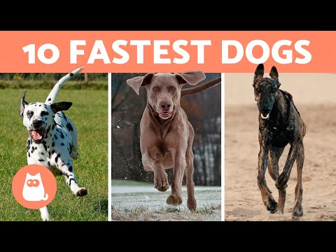 Top 10 FASTEST DOGS in the World 🐶⚡ What is the FASTEST BREED?