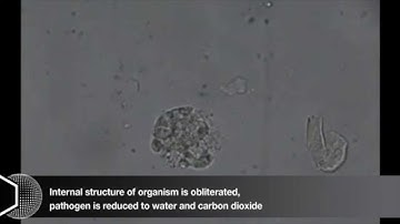 TiO2 Ag destroys E coli bacteria