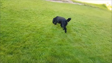 Husqvarna Automower Challenge - Puppy on a Mower