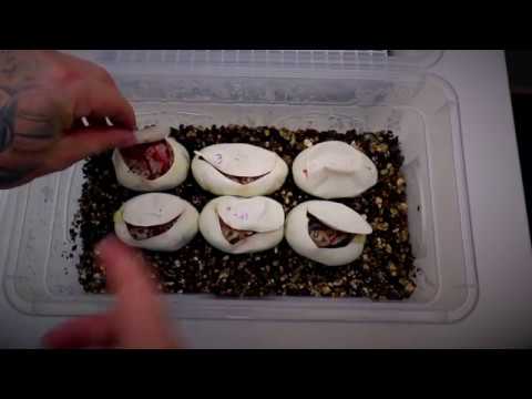 orange dream drink First egg cutting of 2018