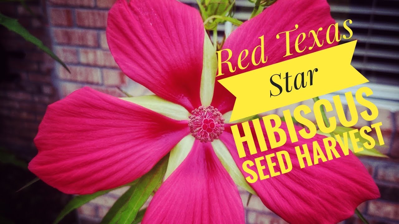 Red Texas Star Hibiscus Seed Harvest YouTube