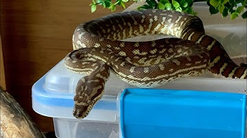 Is your snake striking at the target? Troubleshoot that!