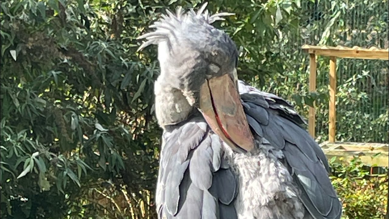 Exmoor Zoo 09/2024 Looking for the Shoebill. - YouTube