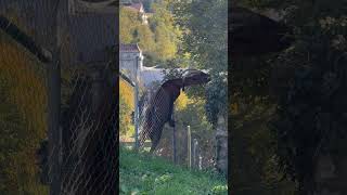 Cette voleuse a trouvé le meilleur plan du quartier 🤣🌿