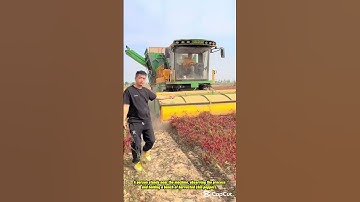 Mechanical Chili Pepper Harvesting in Action-Good tools and machinery can increase work efficiency