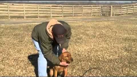 CanadaPets Videos - INTRO TO E COLLAR