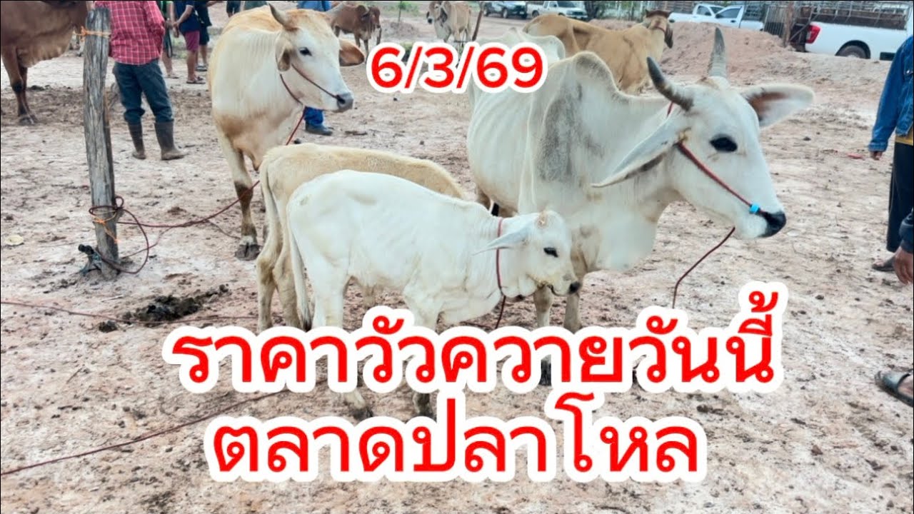 ราคาวัวควายวันนี้ตลาดปลาโหล อ.วาริช จ.สกลนคร #ราคาวัววันนี้ 