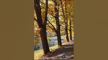 سورة القدر بصوت الشيخ ياسر الدوسري